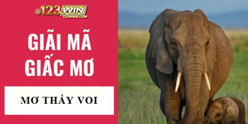 mơ thấy voi 123win thumb