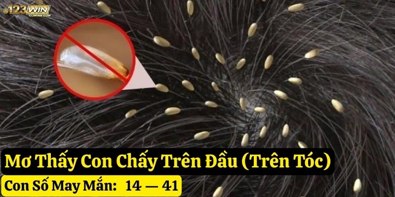 nằm mơ con chấy