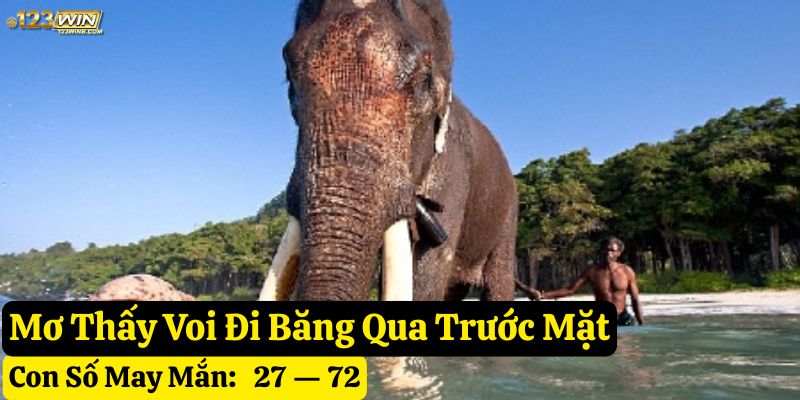 nằm mơ thấy voi