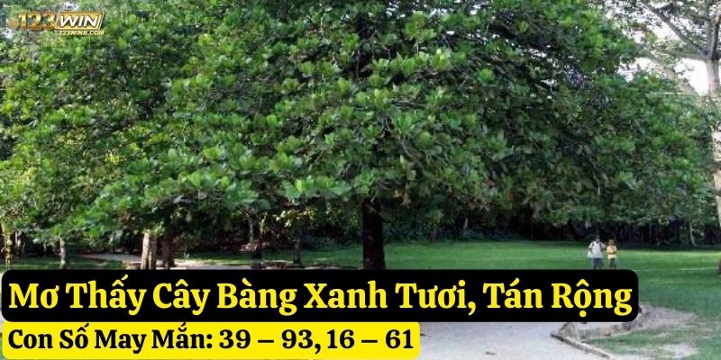 nằm mơ cây bàng