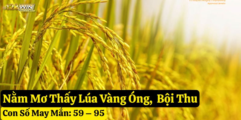 nằm mơ thấy lúa 123win