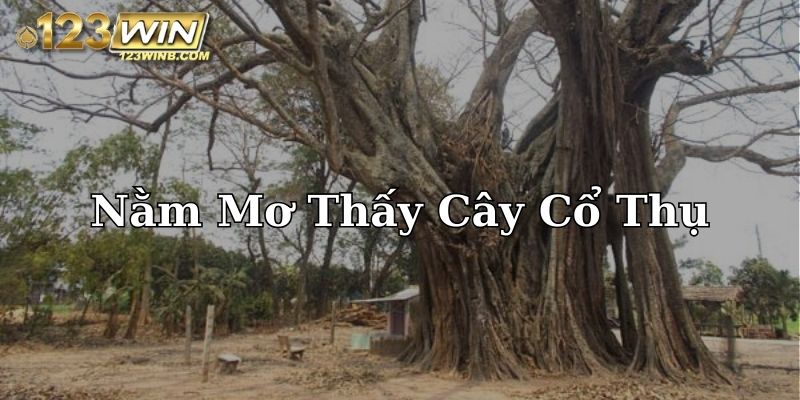 nằm mơ thấy cây cổ thụ 123win thumb
