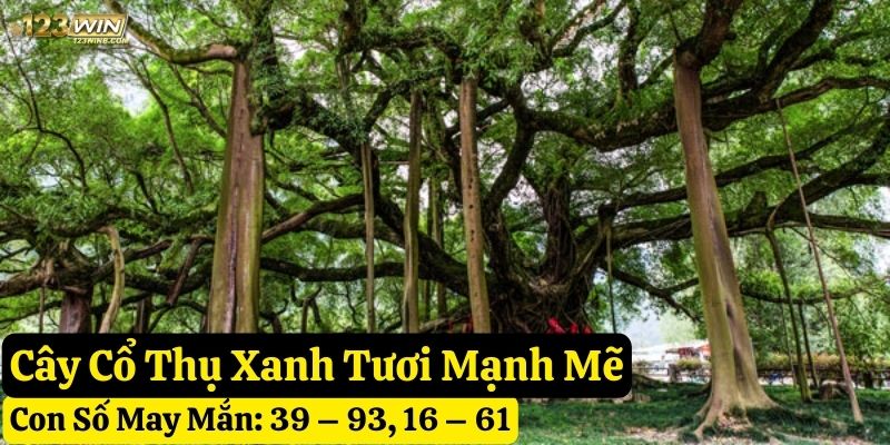 nằm mơ thấy cây cổ thụ 123win